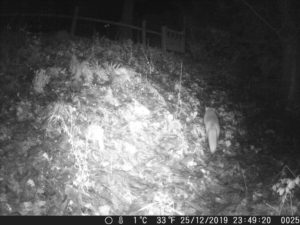 A fox recorded by the wildlife camera