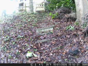 A blackbird recorded by the wildlife camera 