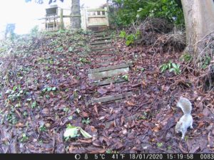 A squirrel recorded by the wildlife camera